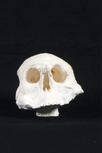 crâne en plâtre - plaster skull - calavera en yeso