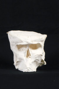crâne en plâtre - plaster skull - calavera en yeso