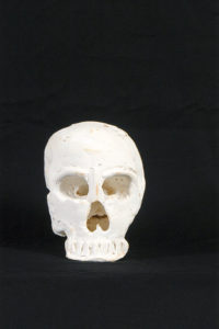 crâne en plâtre - plaster skull - calavera en yeso