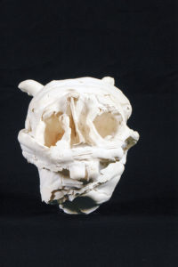 crâne en plâtre - plaster skull - calavera en yeso