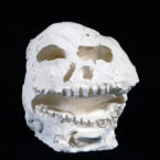 crâne en plâtre - plaster skull - calavera en yeso