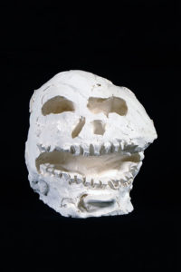 crâne en plâtre - plaster skull - calavera en yeso