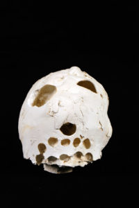 crâne en plâtre - plaster skull - calavera en yeso