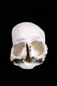 crâne en plâtre - plaster skull - calavera en yeso