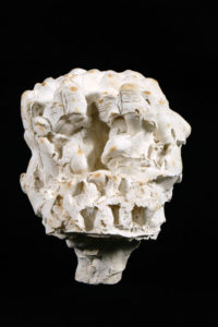 crâne en plâtre - plaster skull - calavera en yeso