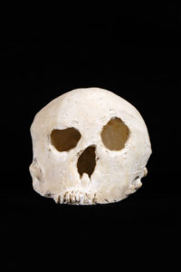 crâne en plâtre - plaster skull - calavera en yeso