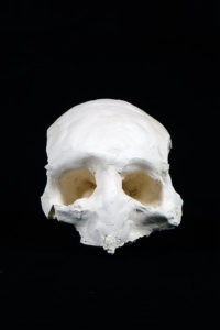 crâne en plâtre - plaster skull - calavera en yeso