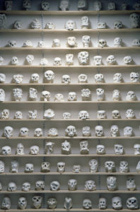 collection de crânes en plâtre - plaster skulls collection - colección calaveras en yeso
