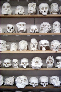 collection de crânes en plâtre - plaster skulls collection - colección calaveras en yeso