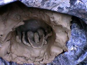 moulage de crâne en plâtre - casting plaster skull - moldeando calavera en yeso